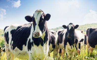 Cows grazing in a field